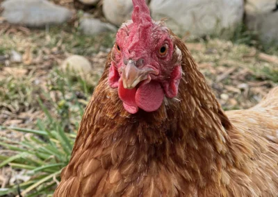 chicken