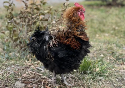 rooster