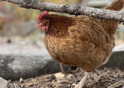 hen