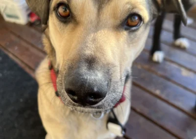 dog