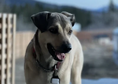 dog