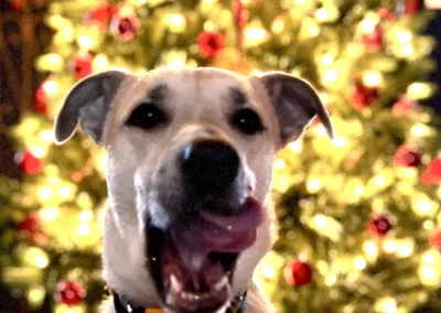 dog