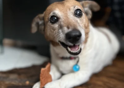 dog